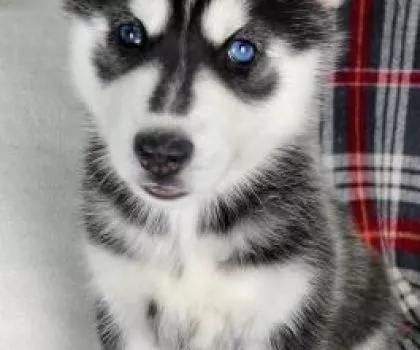 Xaski Xaski