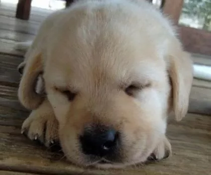 Labrador 