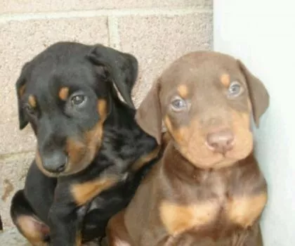 Doberman 
