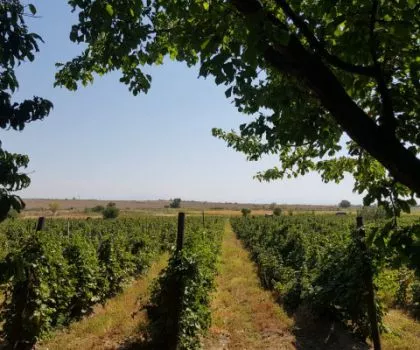 Հողատարածք