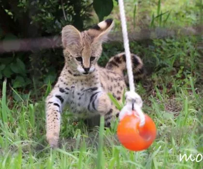 Վաճառվում են Serval kittens