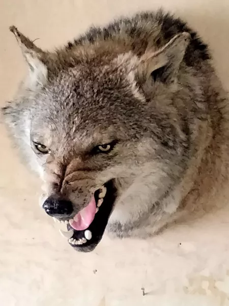 Wolf fur