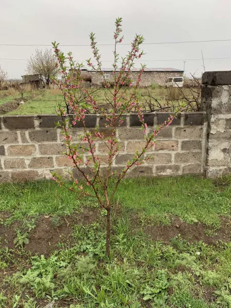 Հողատարածք