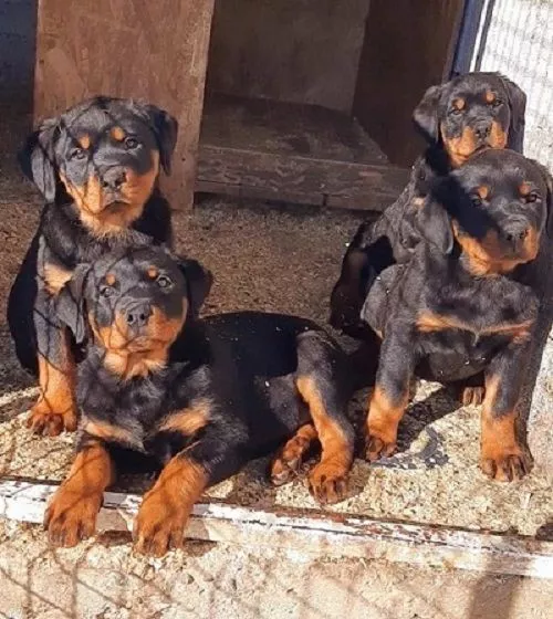 ROTTWEILER
