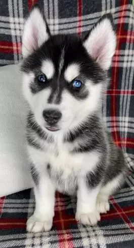 Xaski Xaski