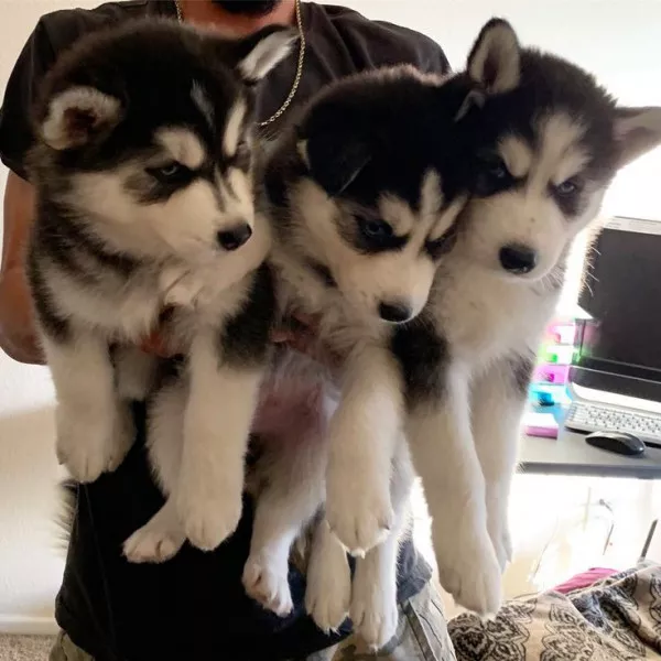 Xaski Xaski