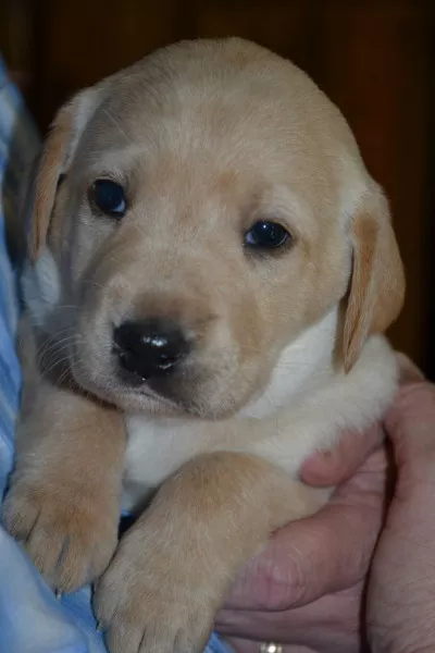 Labrador 