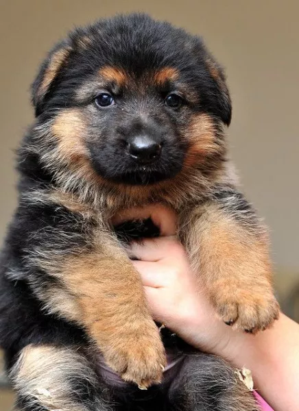 Germanakan hovvashner 