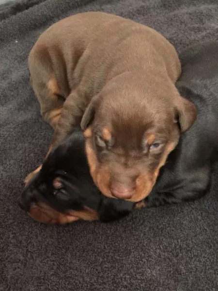 Doberman 