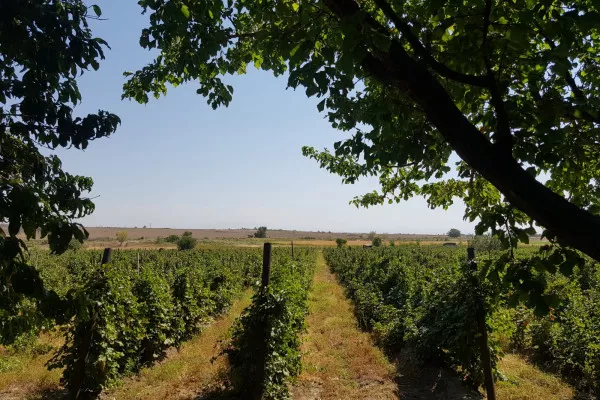 Հողատարածք